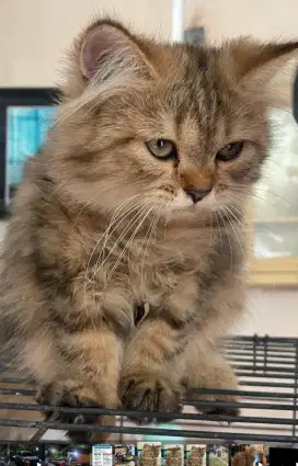 Kucing lotten persimed betina