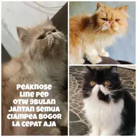 Kucing peaknose jantan