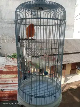 Burung Kenari Betina