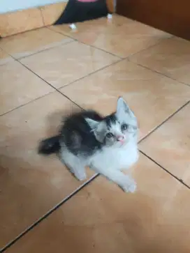 Kiten Persia Medium Betina