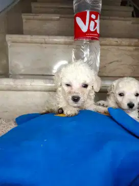 Toy Poodle White