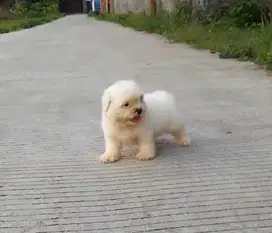 Anak anjing Shihtzu Full White