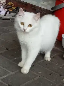 Ras kucing Angora