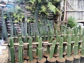 Kaktus koboi kaktus blimbing
