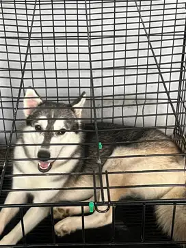 Siberian husky silver