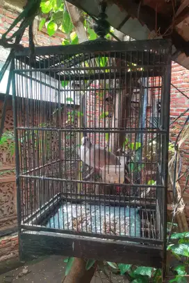 Burung puter lokal + Kandang
