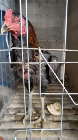 Ayam bangkok usia 3 bulanan