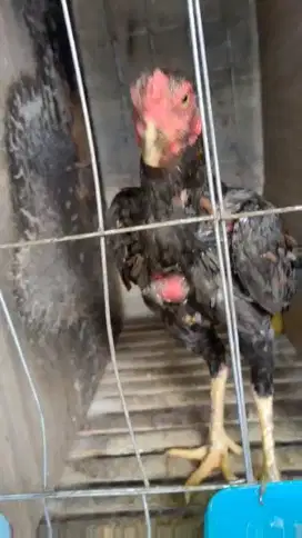 Ayam Bangkok usia 3 bulanan