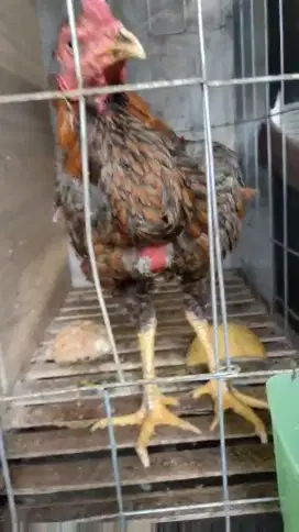 Ayam bangkok 3 bulanan