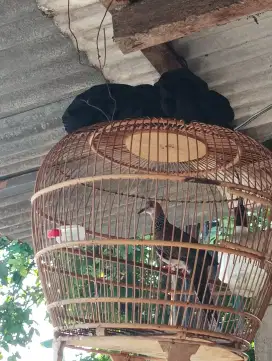 Burung Derkuku jantan trah warna gacor