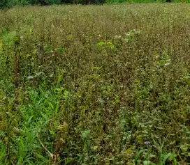 Mencari Pekerjaan