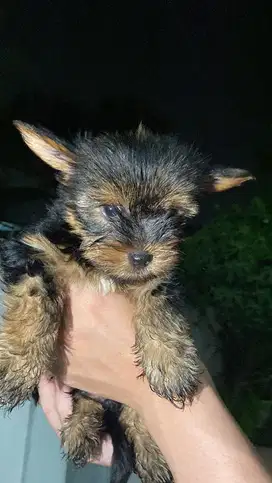 Anjing Yorkshire Terrier Puppy Yorkie Jantan