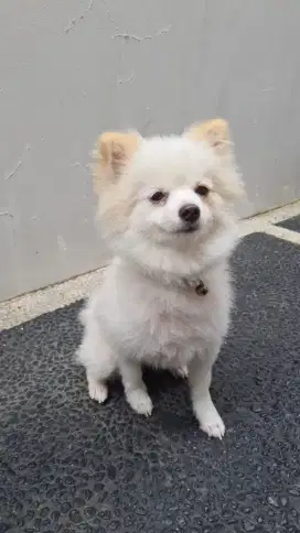 Anjing mini pom betina warna putih