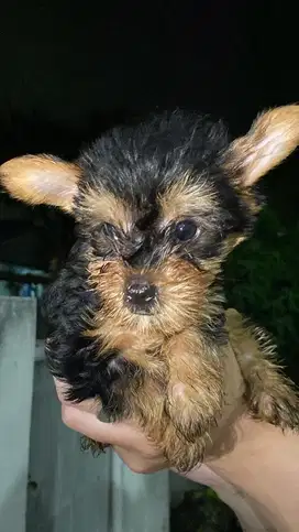 Anjing Yorkshire Terrier Puppy Yorkie Betina 1