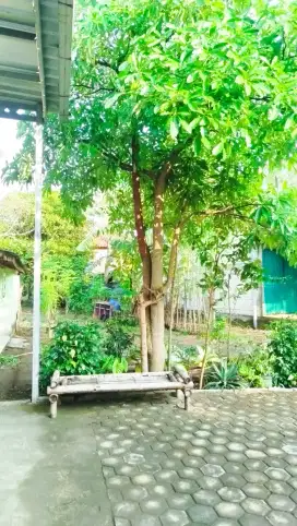 Pohon hias pule istimewa