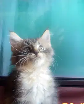 Kitten mainecoon jantan betina