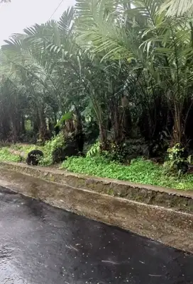 DIJUAL MURAH KEBON SALAK PONDOH LOKASI TURI NEGO SAMPAI JADI.JK13300
