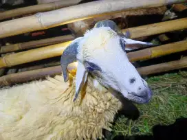 Kambing domba gemuk