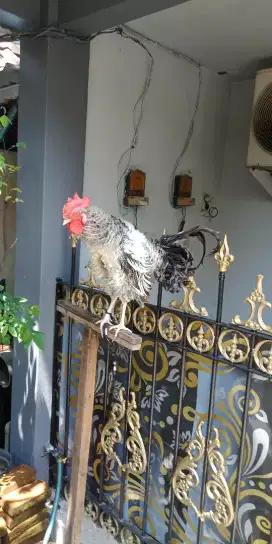 Ayam ketawa walik gretek