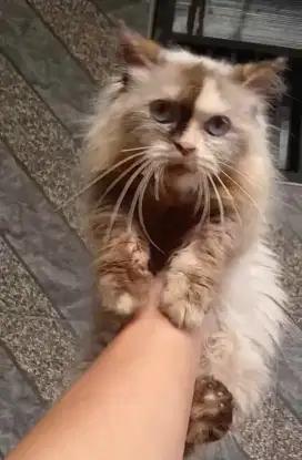 indukan Himalaya ragdoll