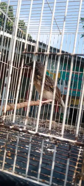 Trotolan murai angap ajh gembeling