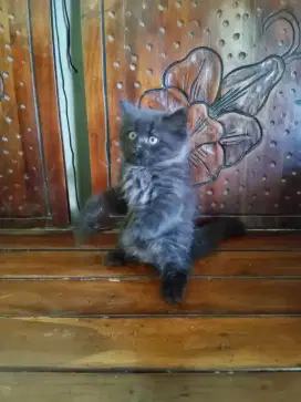 Kitten hitam 2 bln +