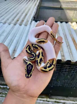 BP pied het albino