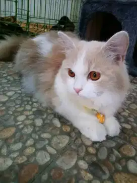 Lepas adop Persia mix BSH jantan mata tembaga super gembul