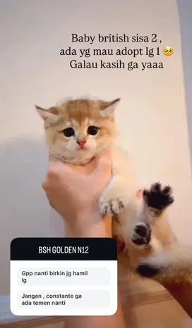 Kucing BSH British Short Hair warna Golden NY 12