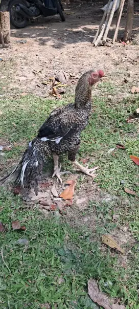 Jual Sepasang aseel parrot beak long tail
