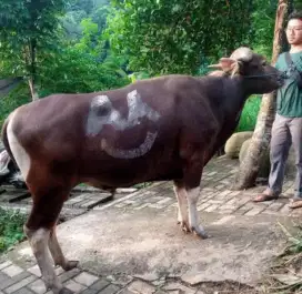 SAPI BALI MURAH