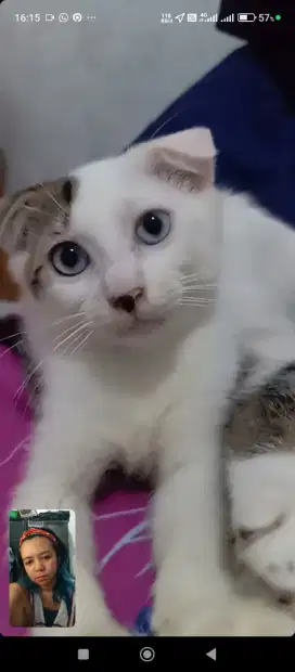 Open adopt kucing kitten Scottish Fold mata biru Betina usia 4 bln