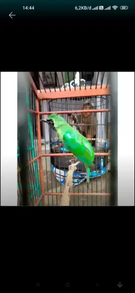 Jalak heeejjjoooo Jinak jamtrokkk cetrekan JATIM harga nett