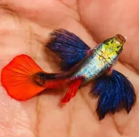 Guppy Platinum Red Tail Dumbo Ears (PRTDE grade A)
