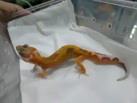 Gecko anakan warna kemerahan variasi ungu warna pekat cerah tegas
