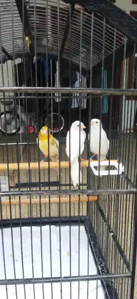 burung kenari lokal/AF