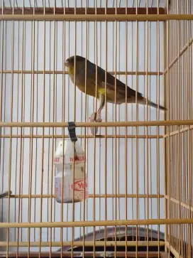 burung kenari AFS
