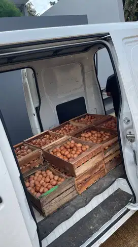 Telur Ayam Termurah Semarang
