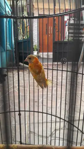 burung red sisikin dilud