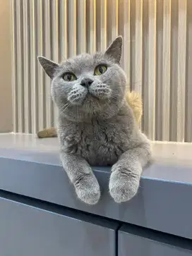 British shorthair