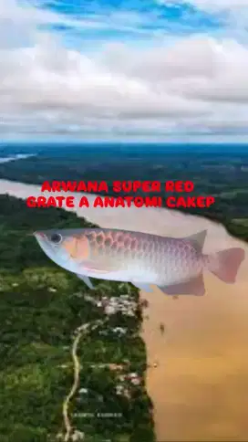 arwana Super red