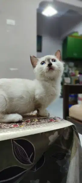 Kucing Munchkin himalaya