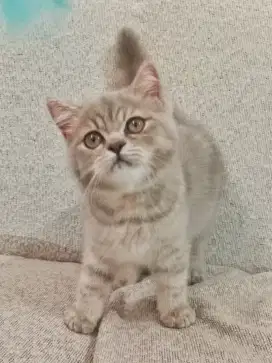 BSH Female NON PED