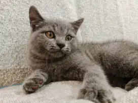 BSH MALE NON PED