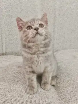 BSH FEMALE NON PED