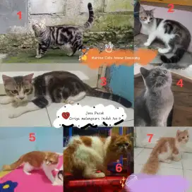 Pacak Kucing Persian