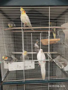 Burung Falk / Parkit Australia