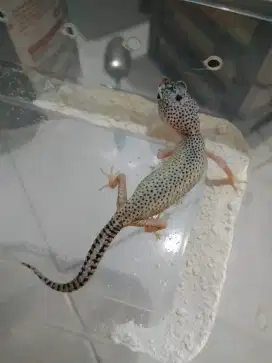 Gecko anakan warna cerah semburat hijau kuning kemerahan langka