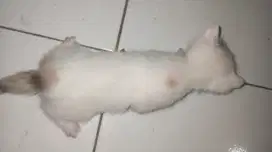 Kucing putih keturunan himalaya