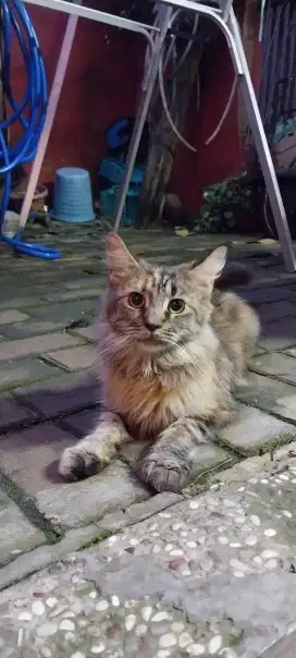 Kucing mainecoon female NP